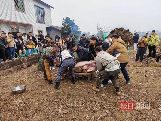 皇冠b盘_两头猪何以引发全网狂欢皇冠b盘？丨顶端观察